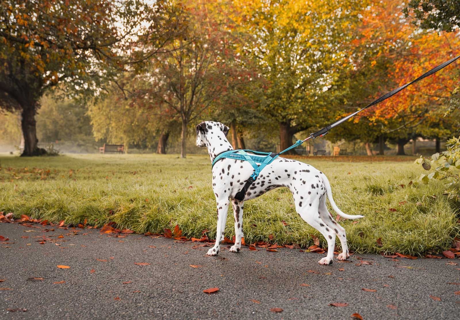 Rush Harness (Non - Stop Dogwear) - SnowPaw Store - Non - Stop Dogwear - Dog Harness